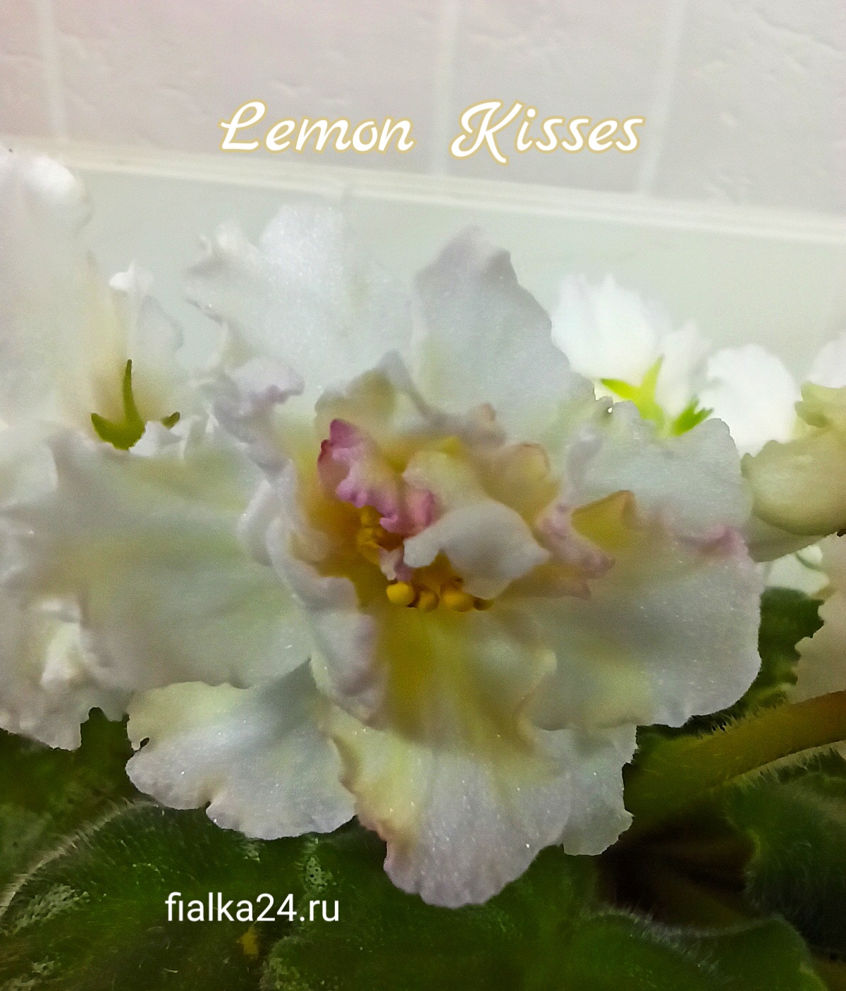 Lemon Kisses (Sorano)