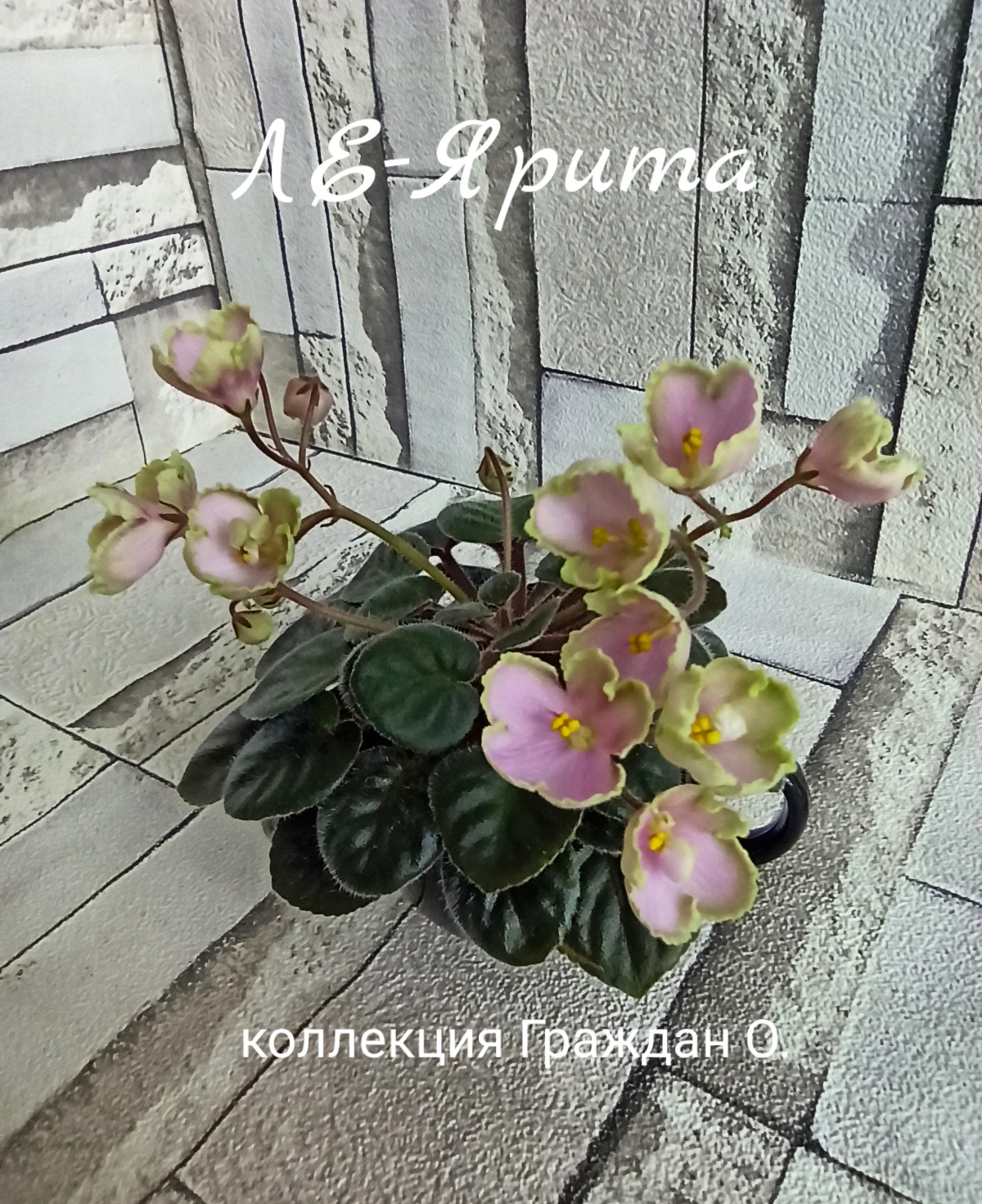 ЛЕ-Ярита