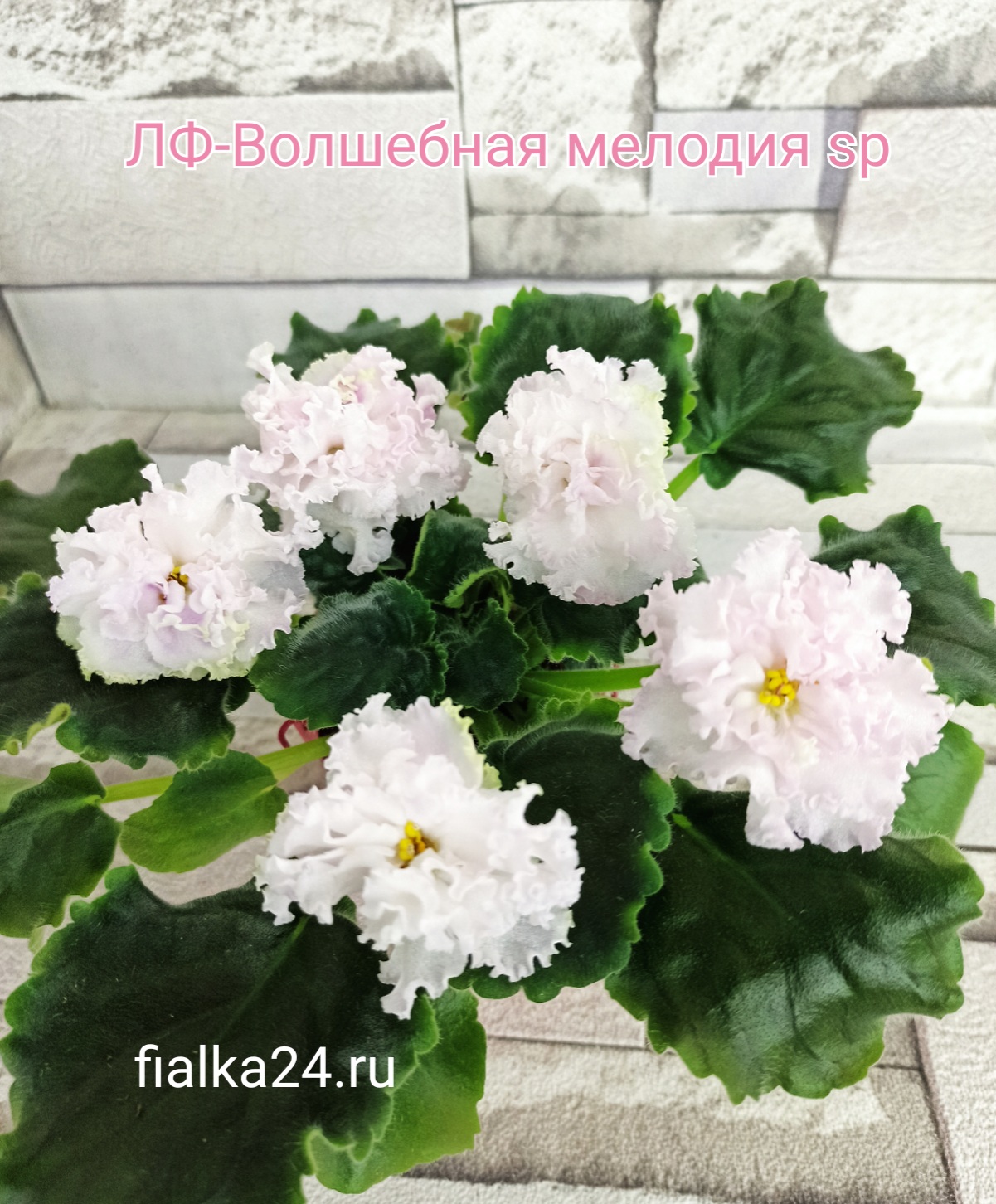 ЛФ-Волшебная Мелодия sp