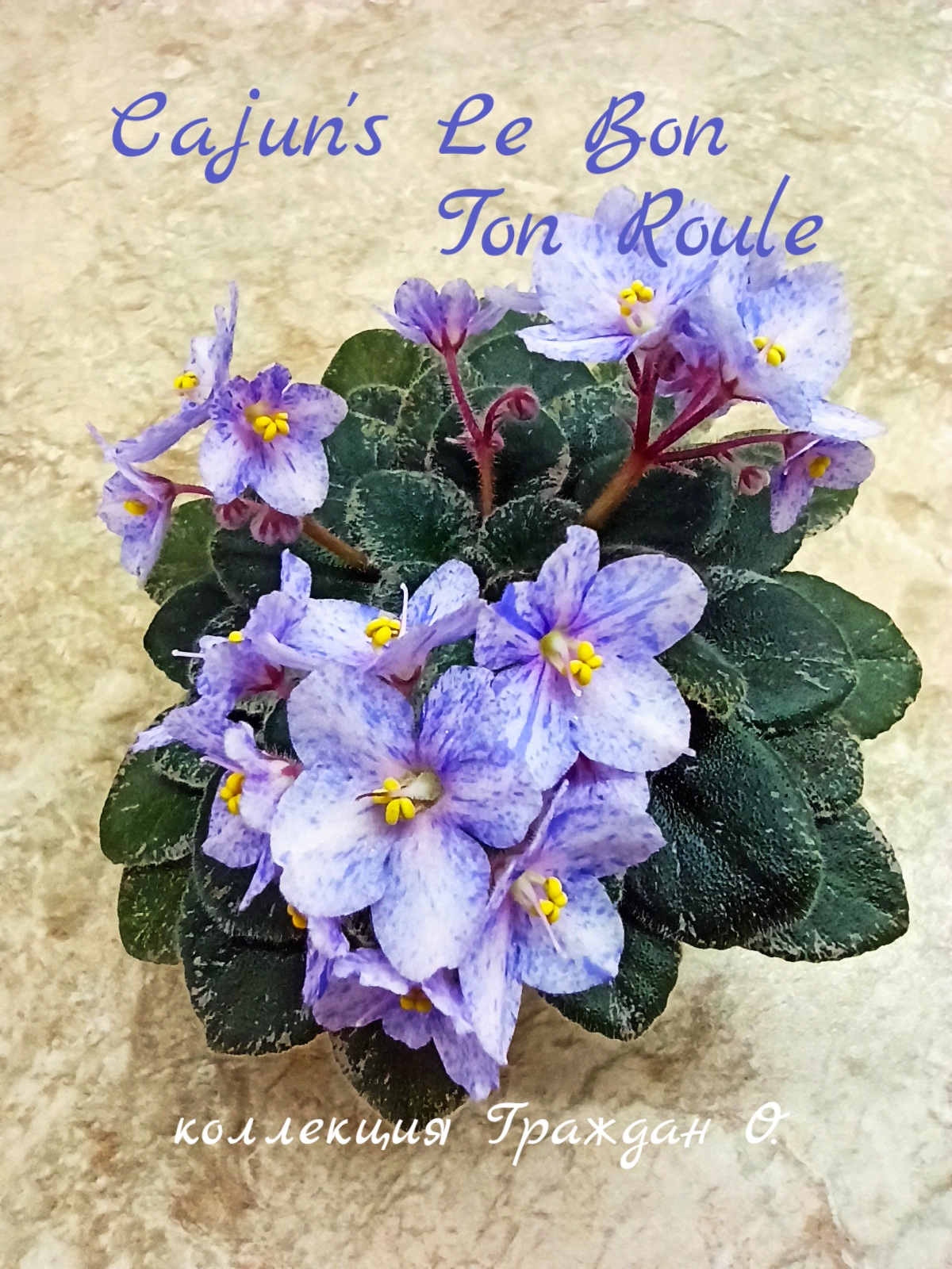 Сajun's Le Bon Ton Roule (Thibodeaux)