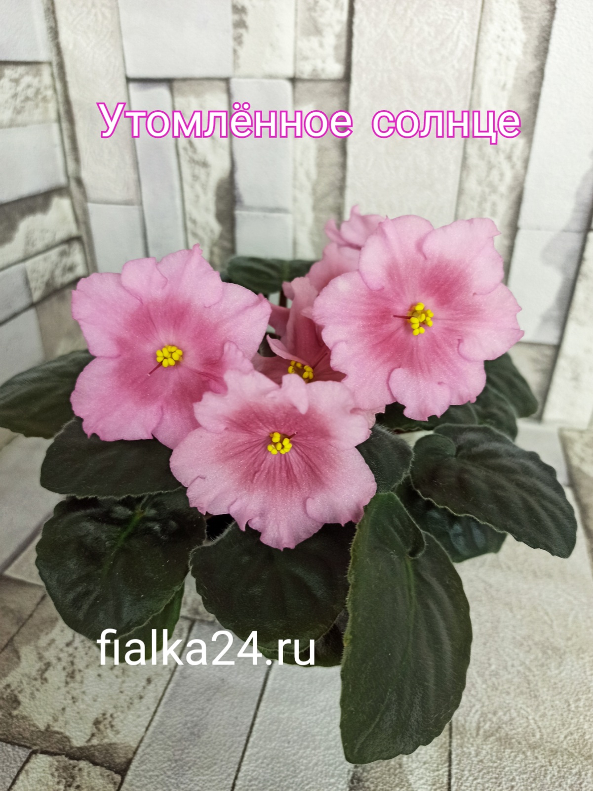 Утомленное солнце