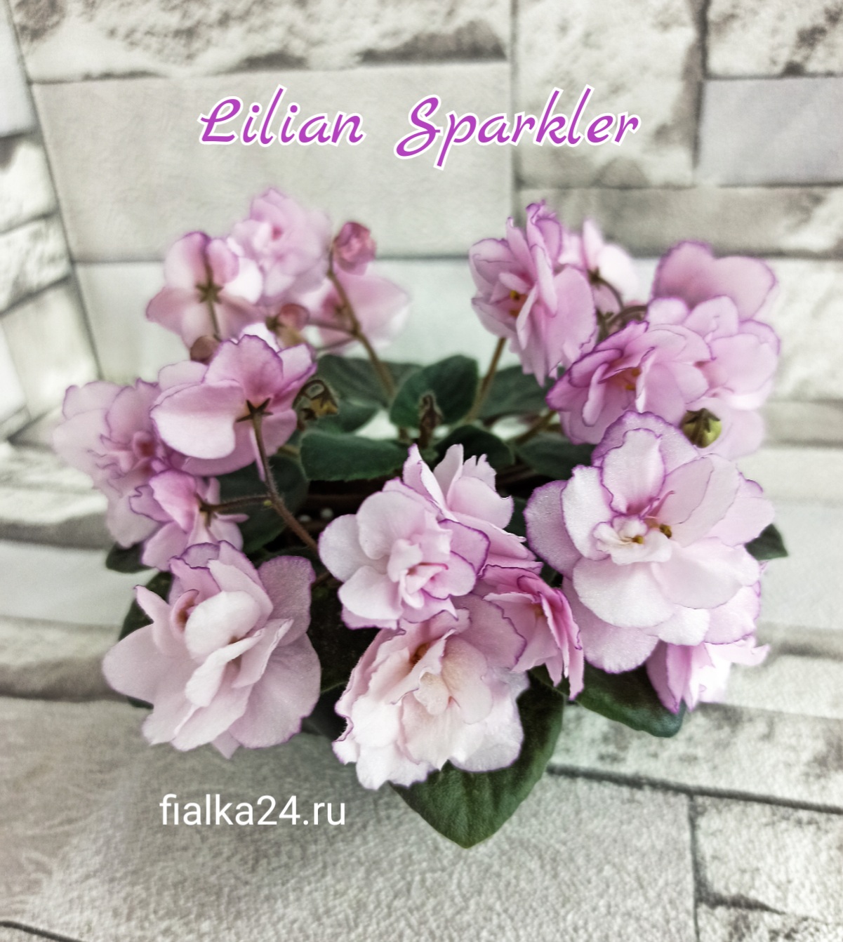 Lilian Sparkler (Champion)