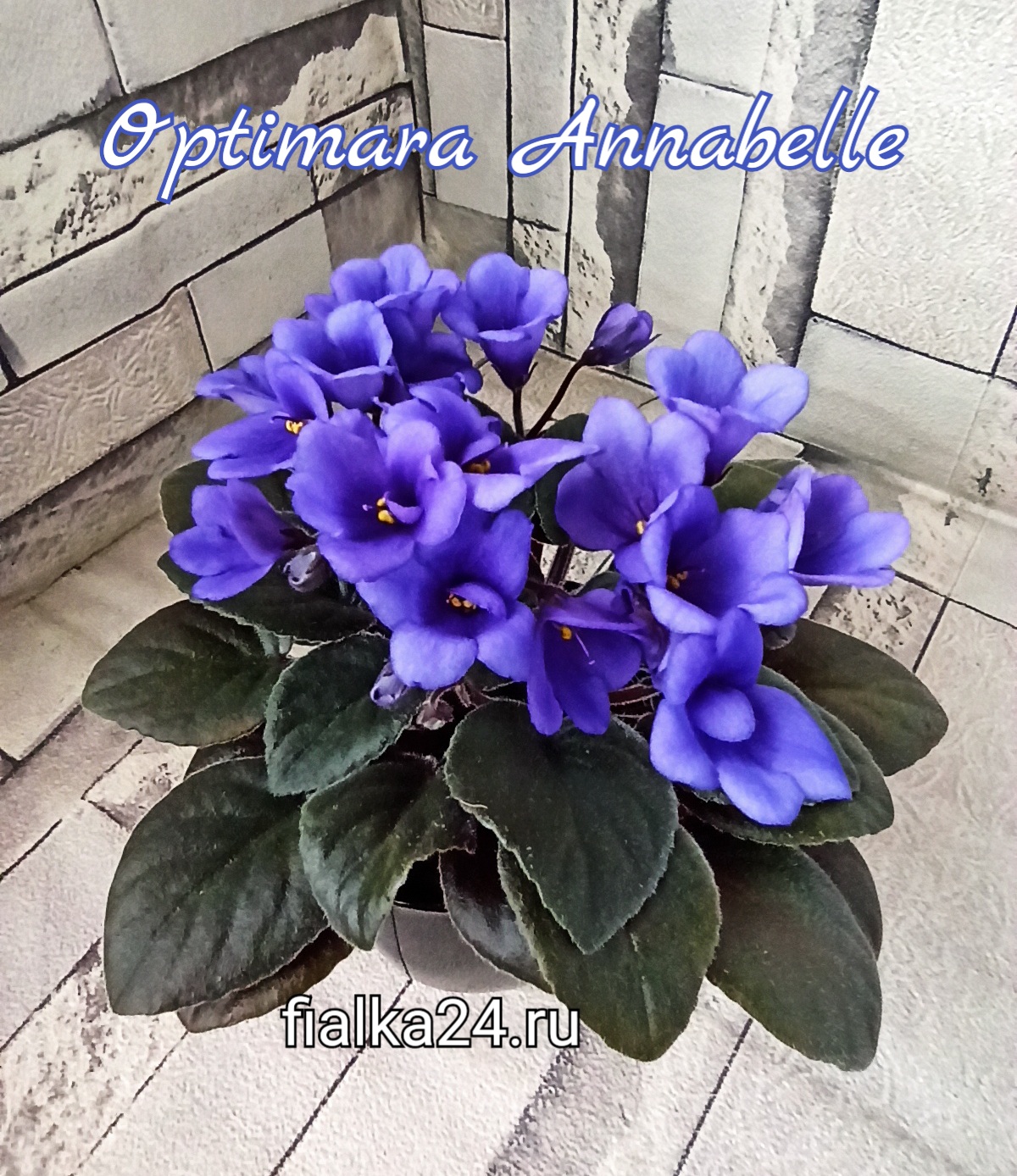 Optimara Annabelle (Holtkamp)
