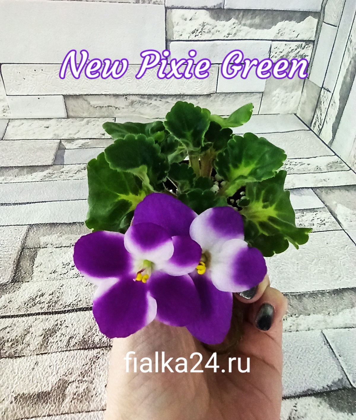 New Pixie Green (McDonald)