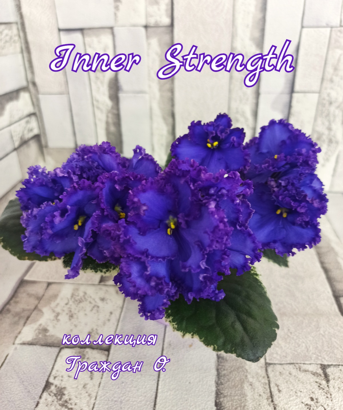 Inner Strength (LLG/Sorano)