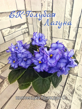 ЕК-Голубая лагуна