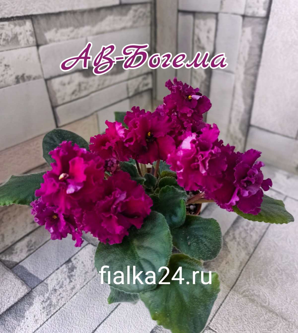 АВ-Богема