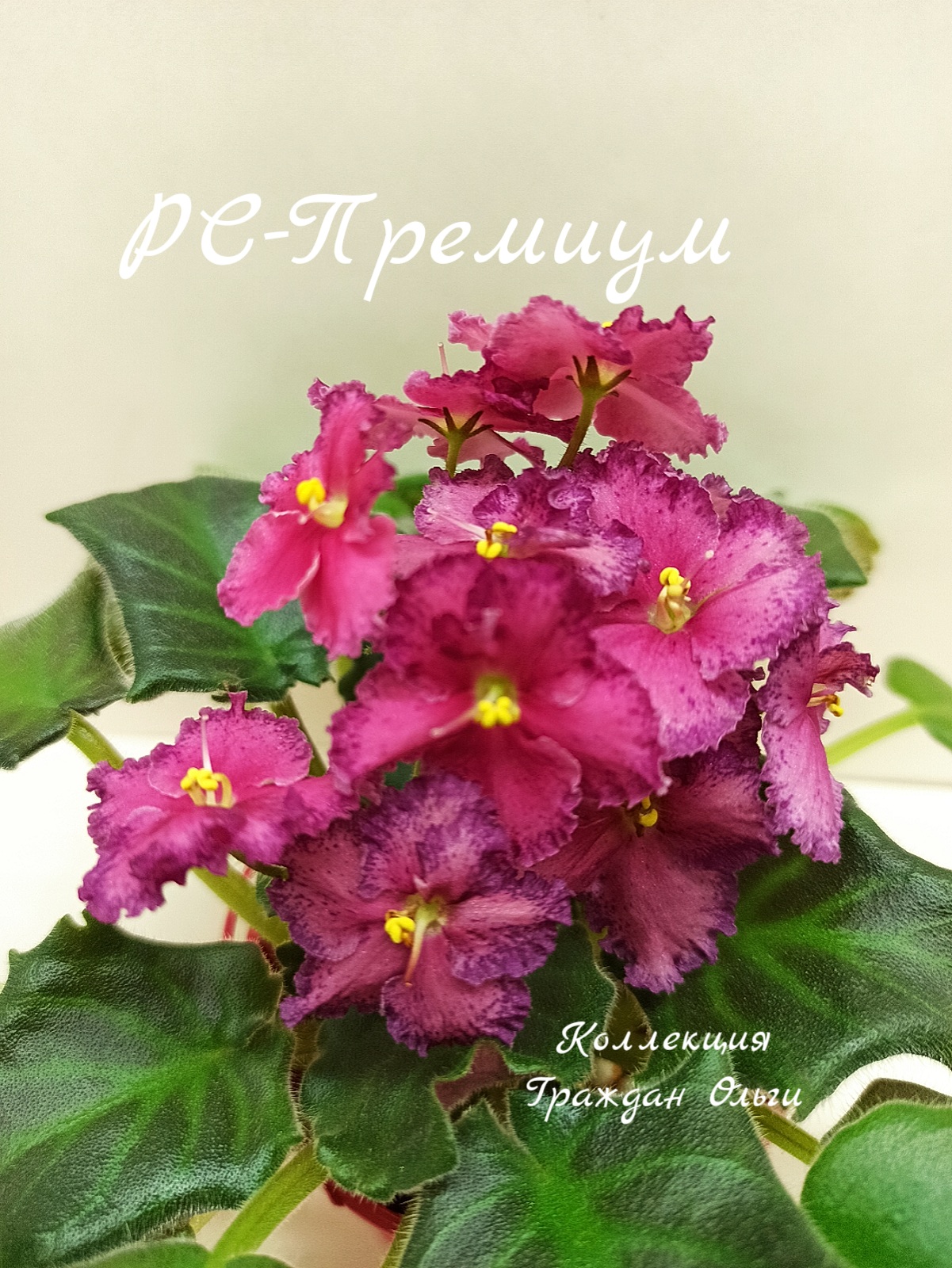 РС-Премиум