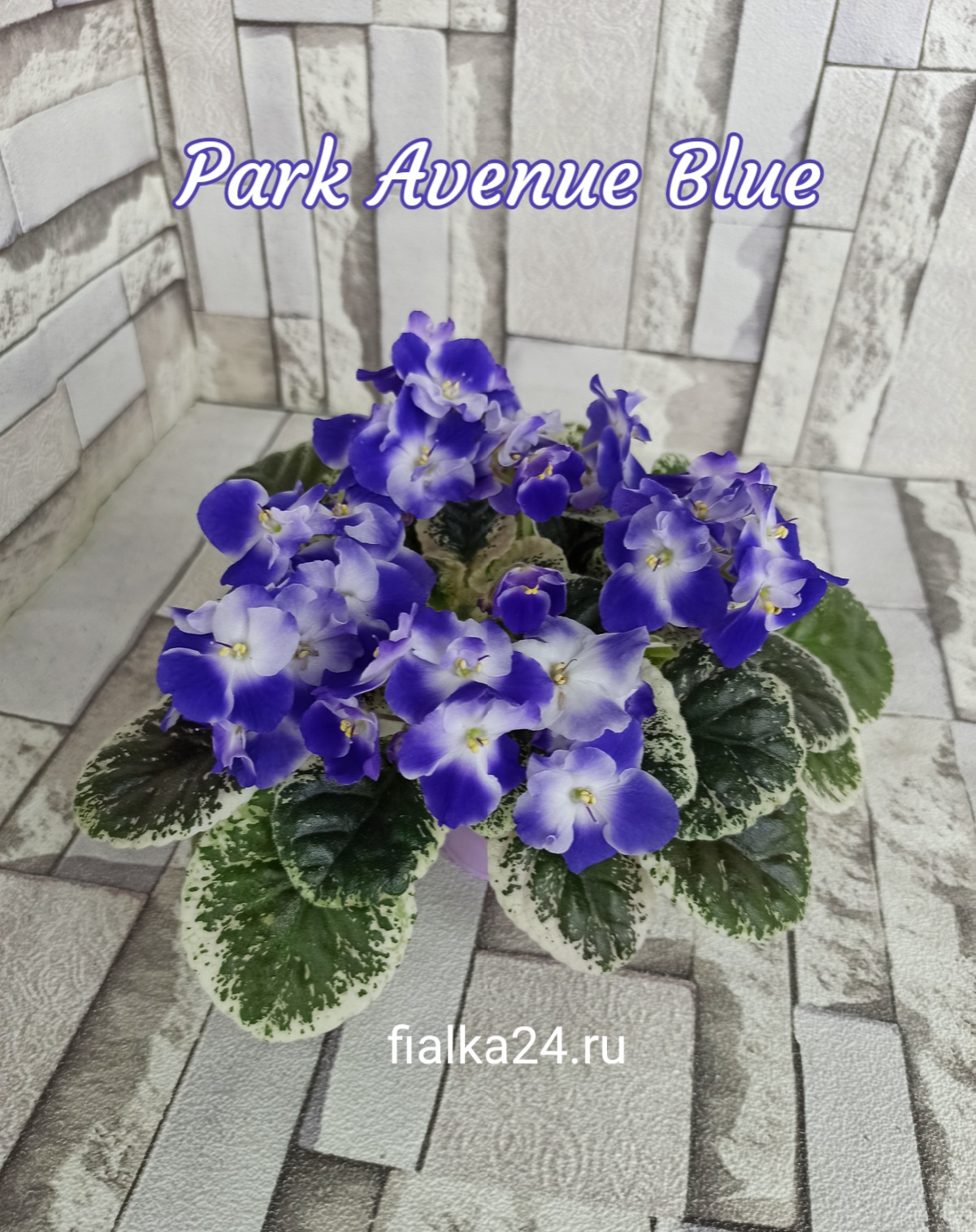 Park Avenue Blue (LLG/Sorano)