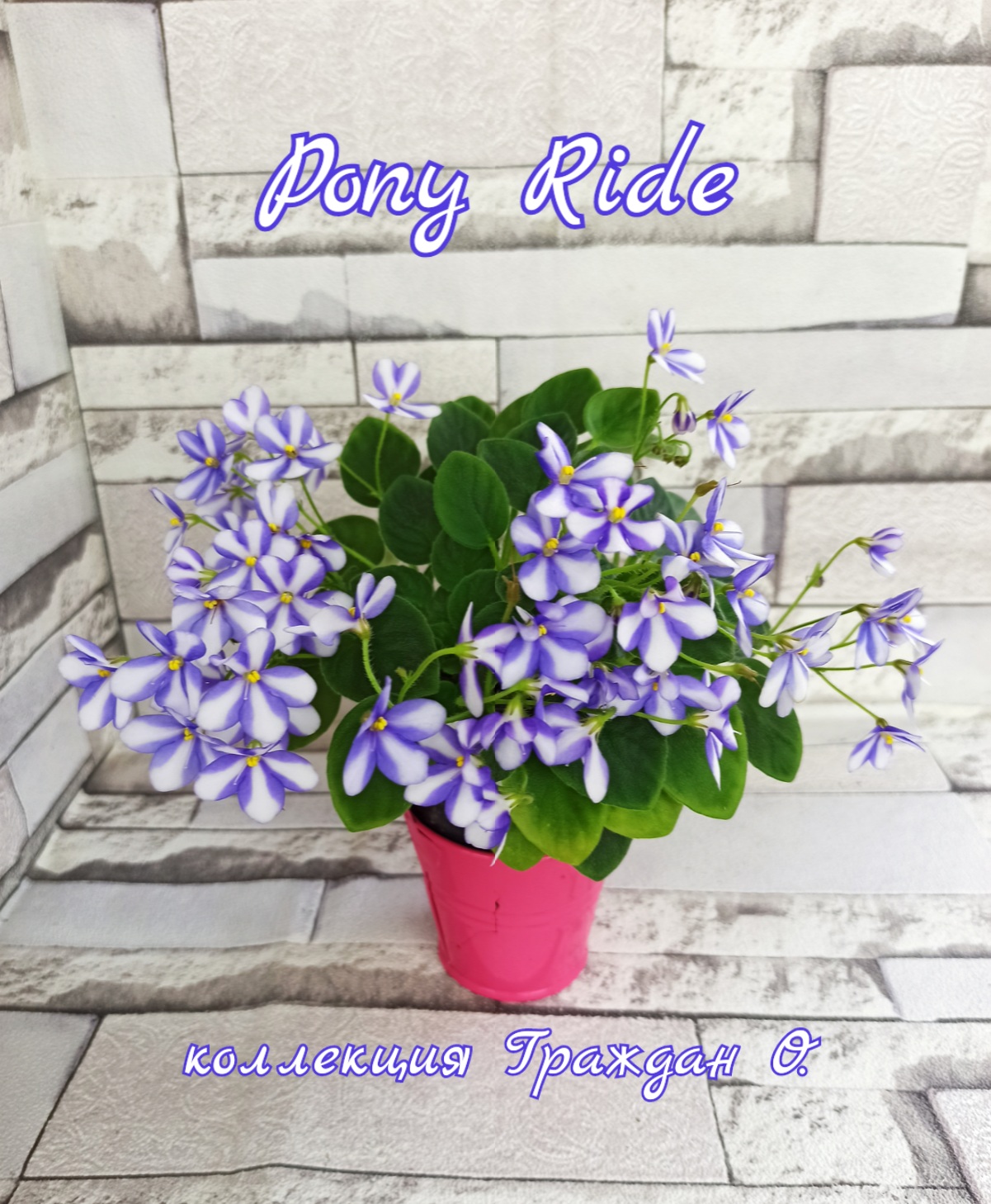Pony Ride (Sorano)