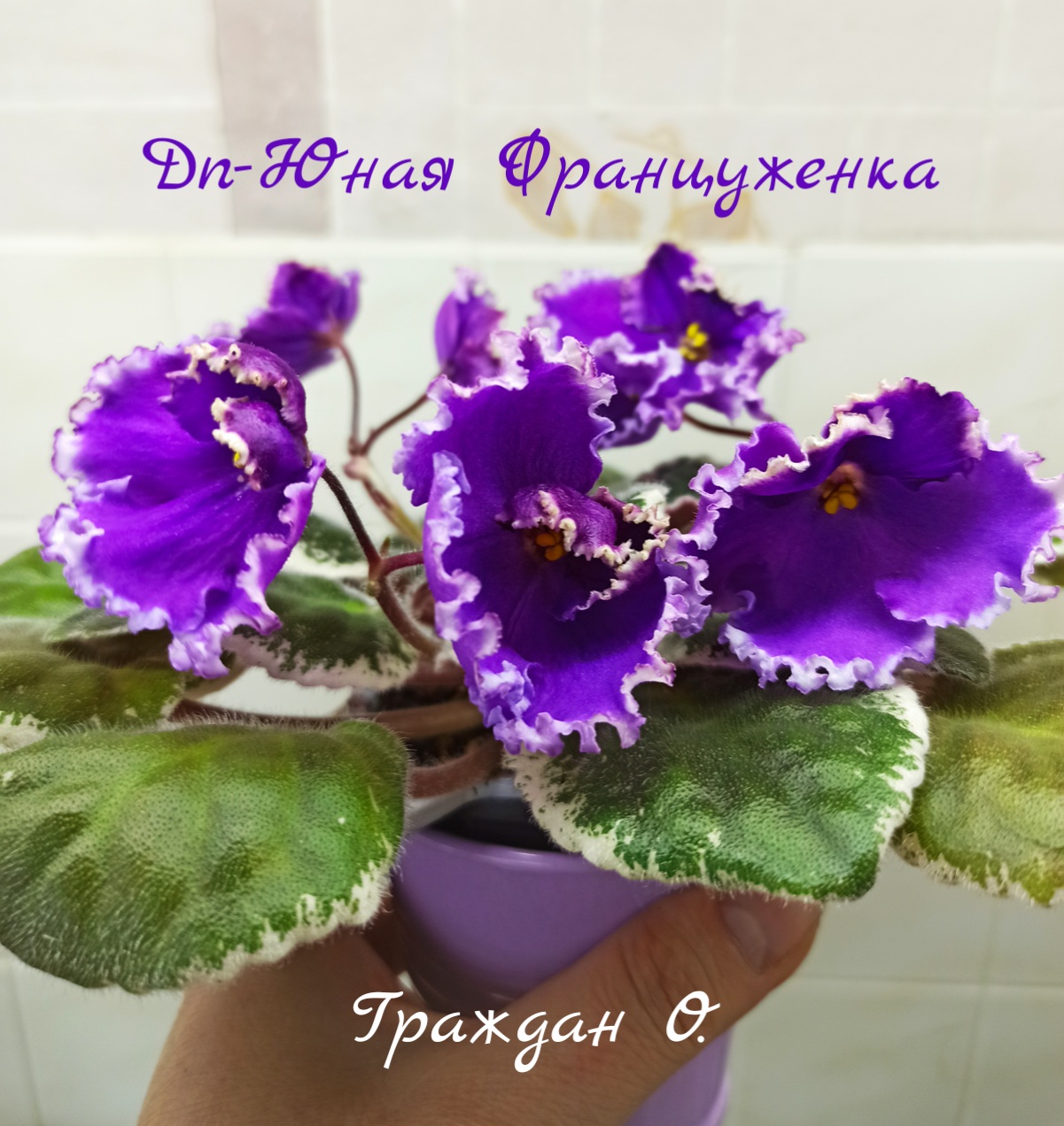 Dn-Юная Француженка