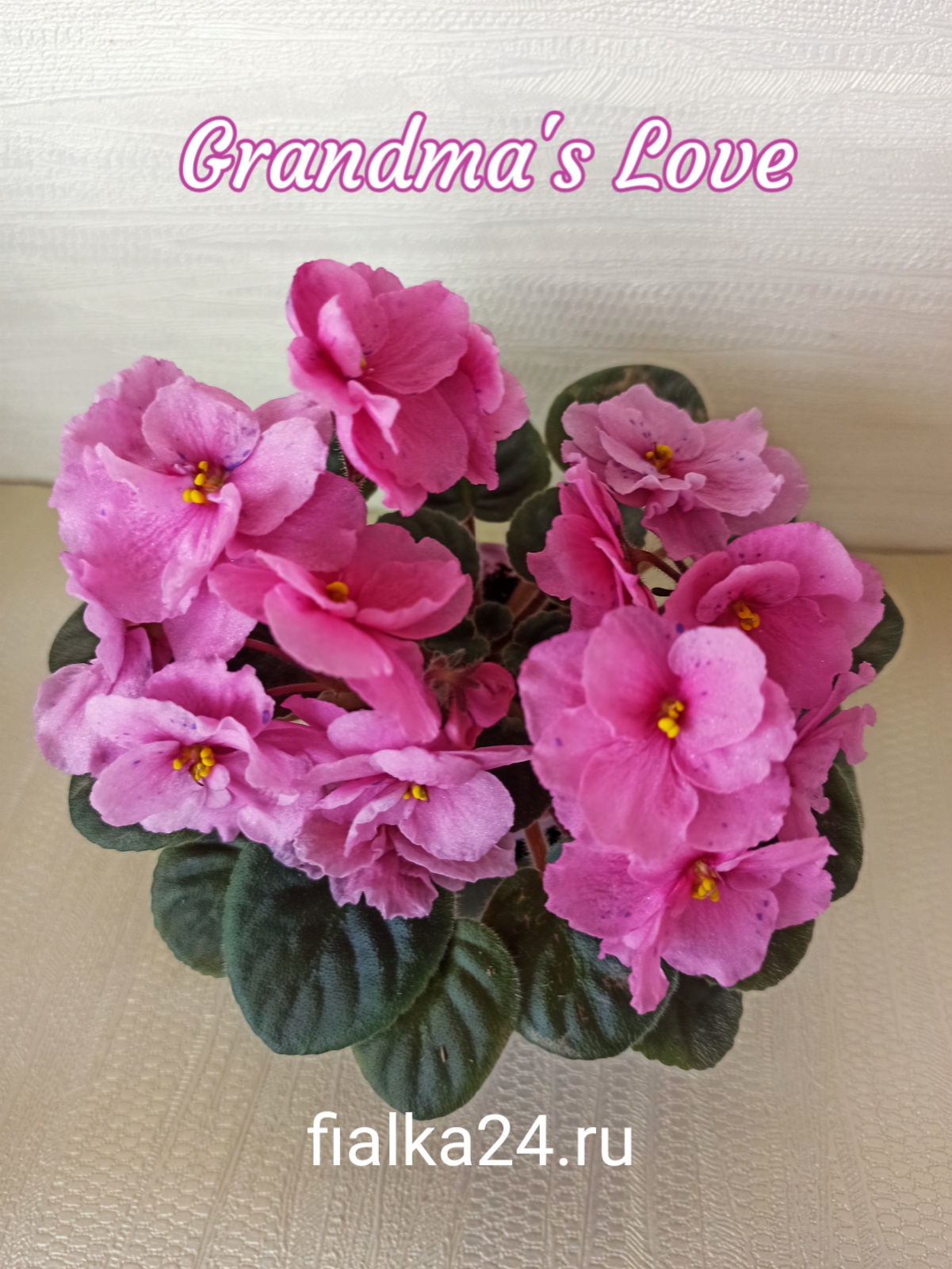 Grandma's Love (LLG/Sorano)