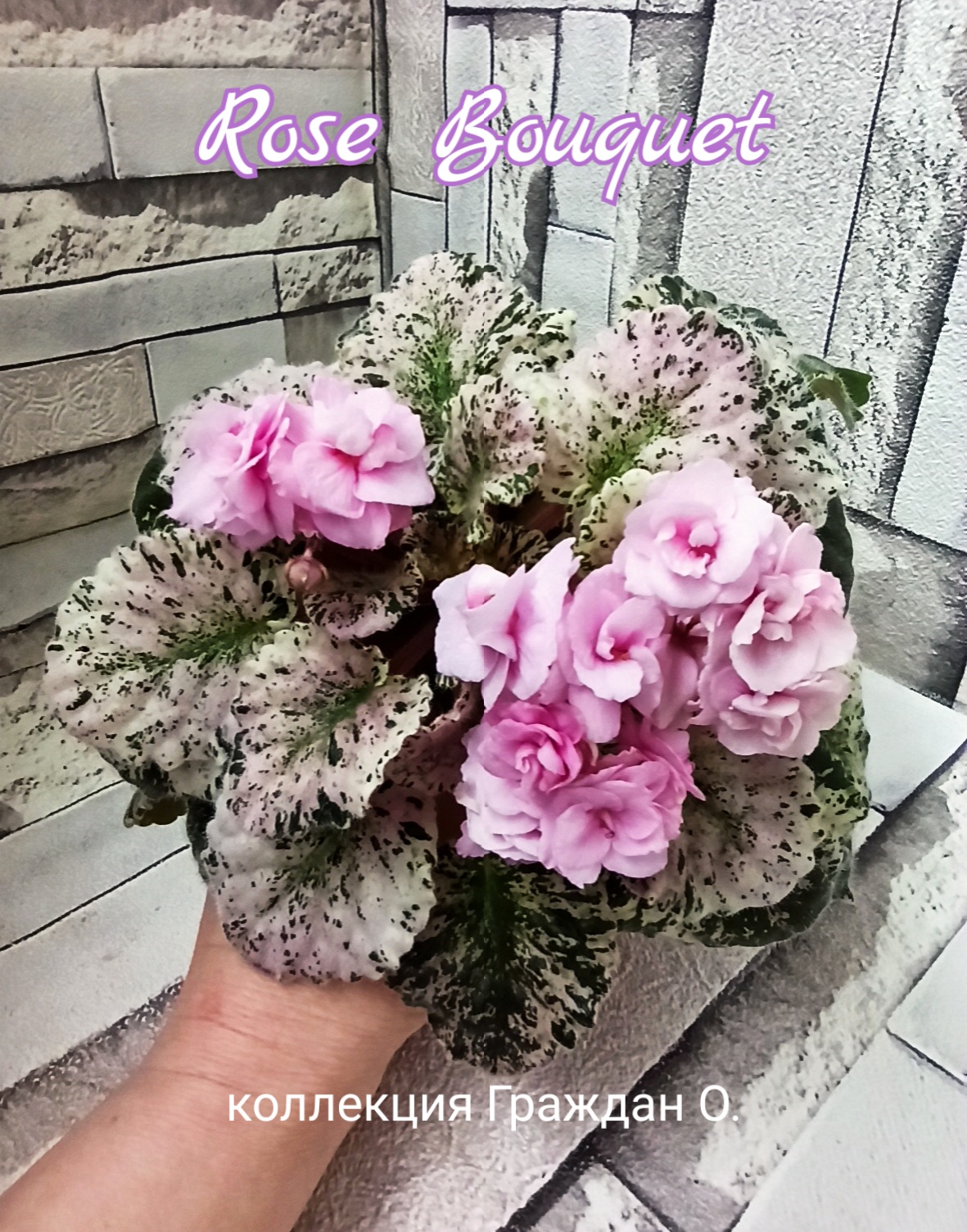 Rose Bouquet (Addison)