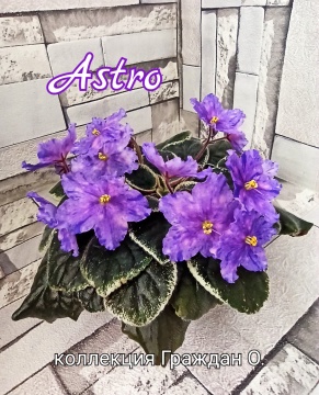 Astro (Croteau)
