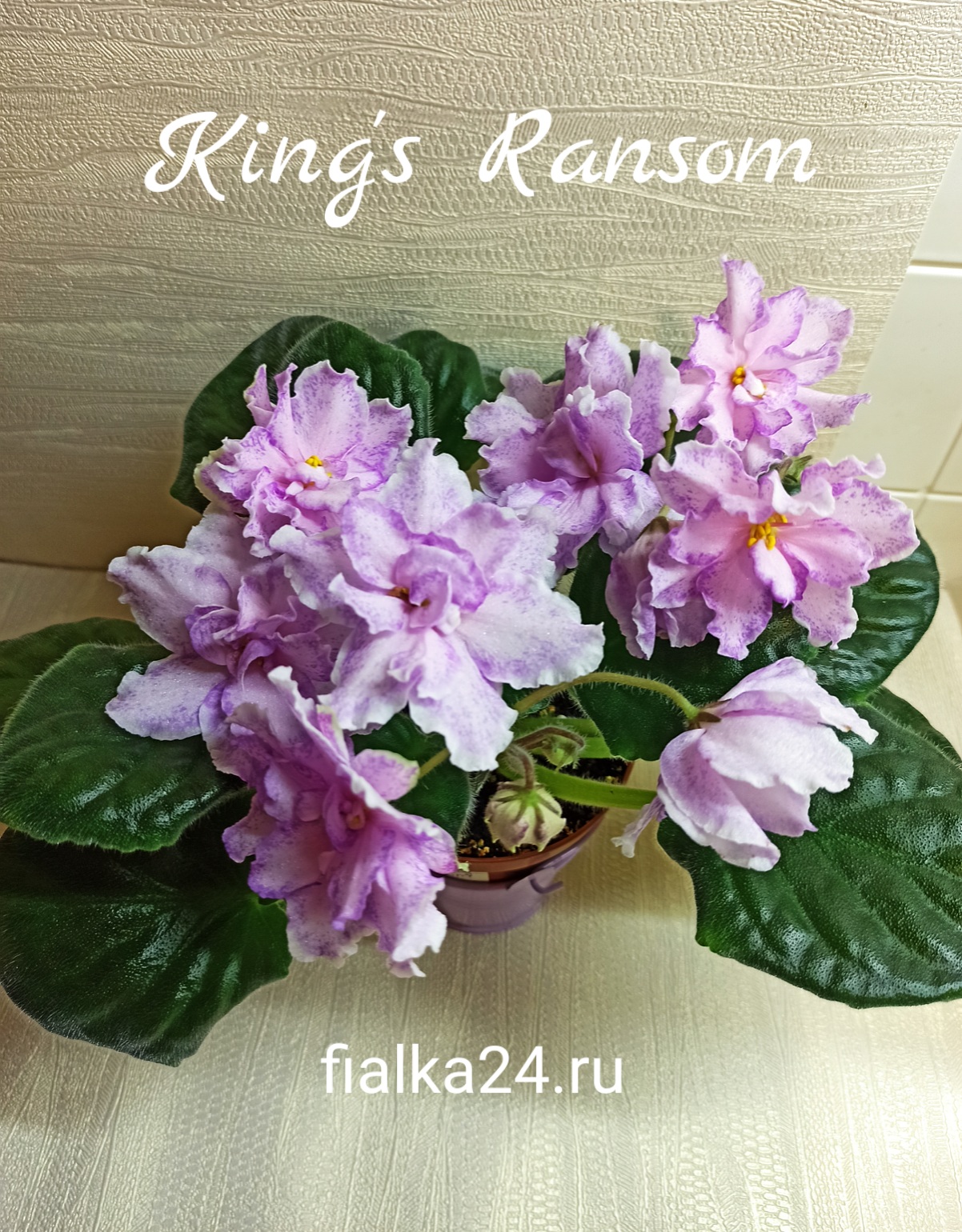 King's Ransom (LLG/Herringshaw)