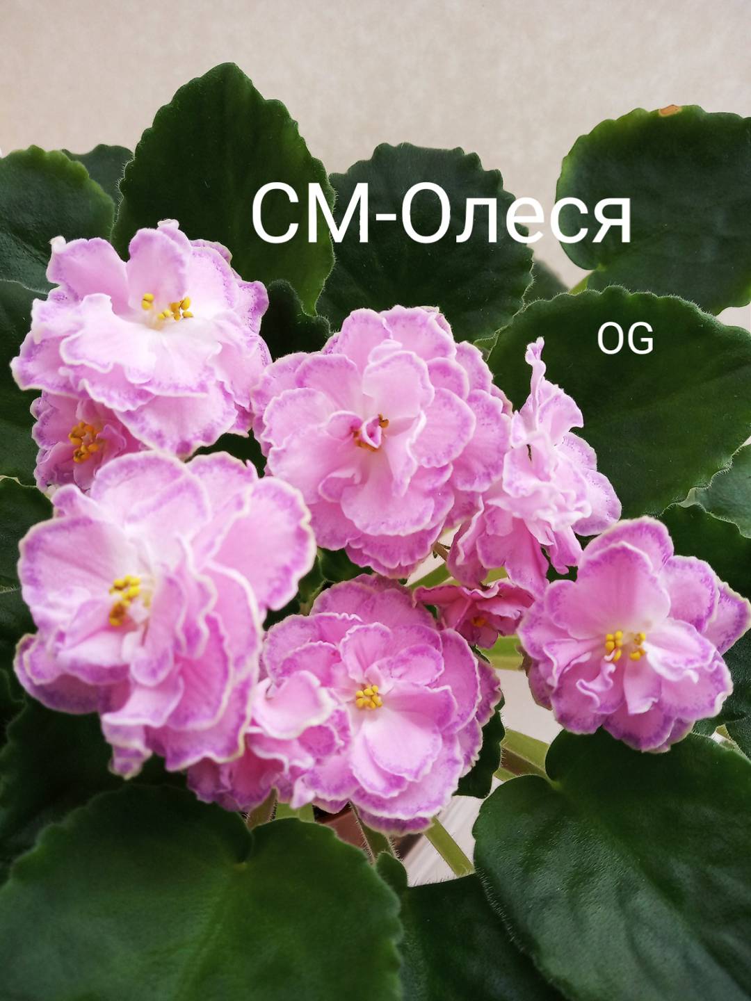 СМ-Олеся