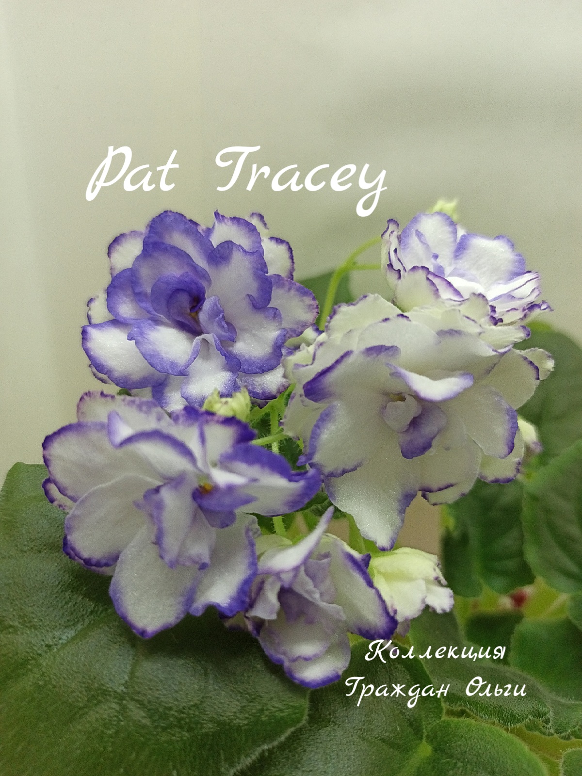 Pat Tracey (Tracey)