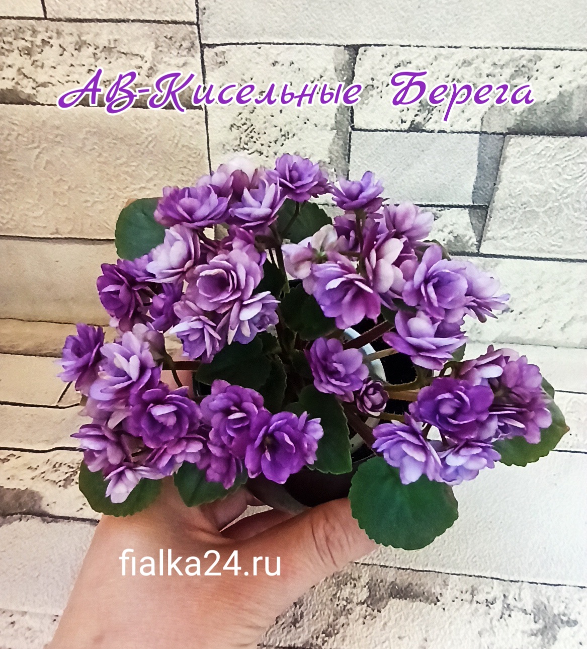 АВ-Кисельные Берега