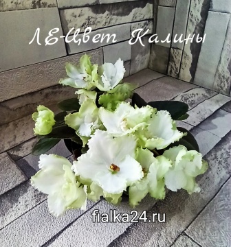 ЛЕ-Цвет Калины