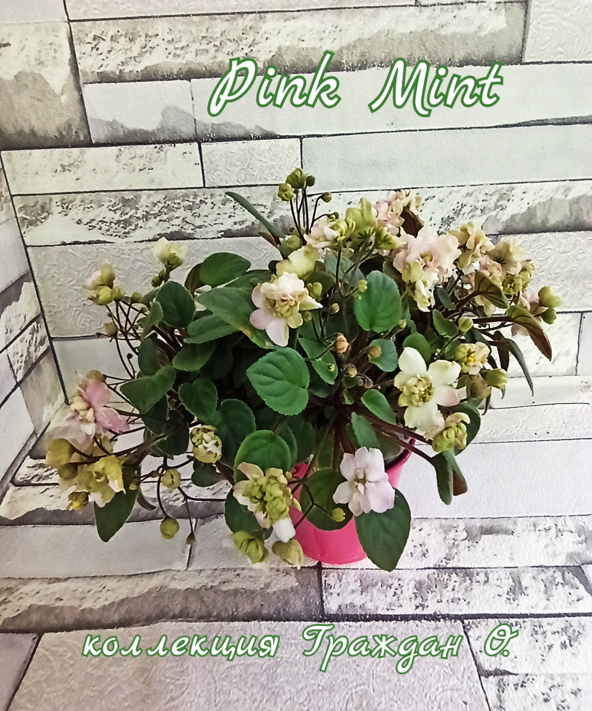 Pink Mint (Sorano)