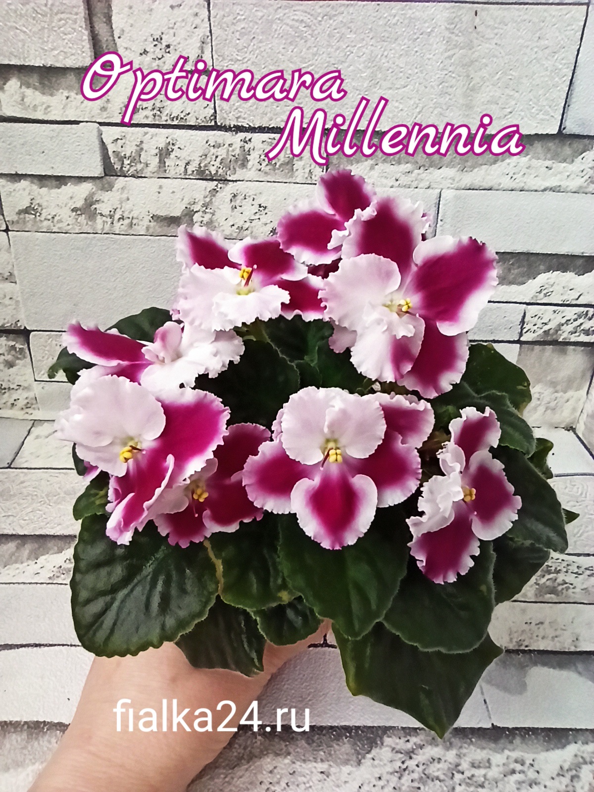 Optimara Millennia (Holtkamp)