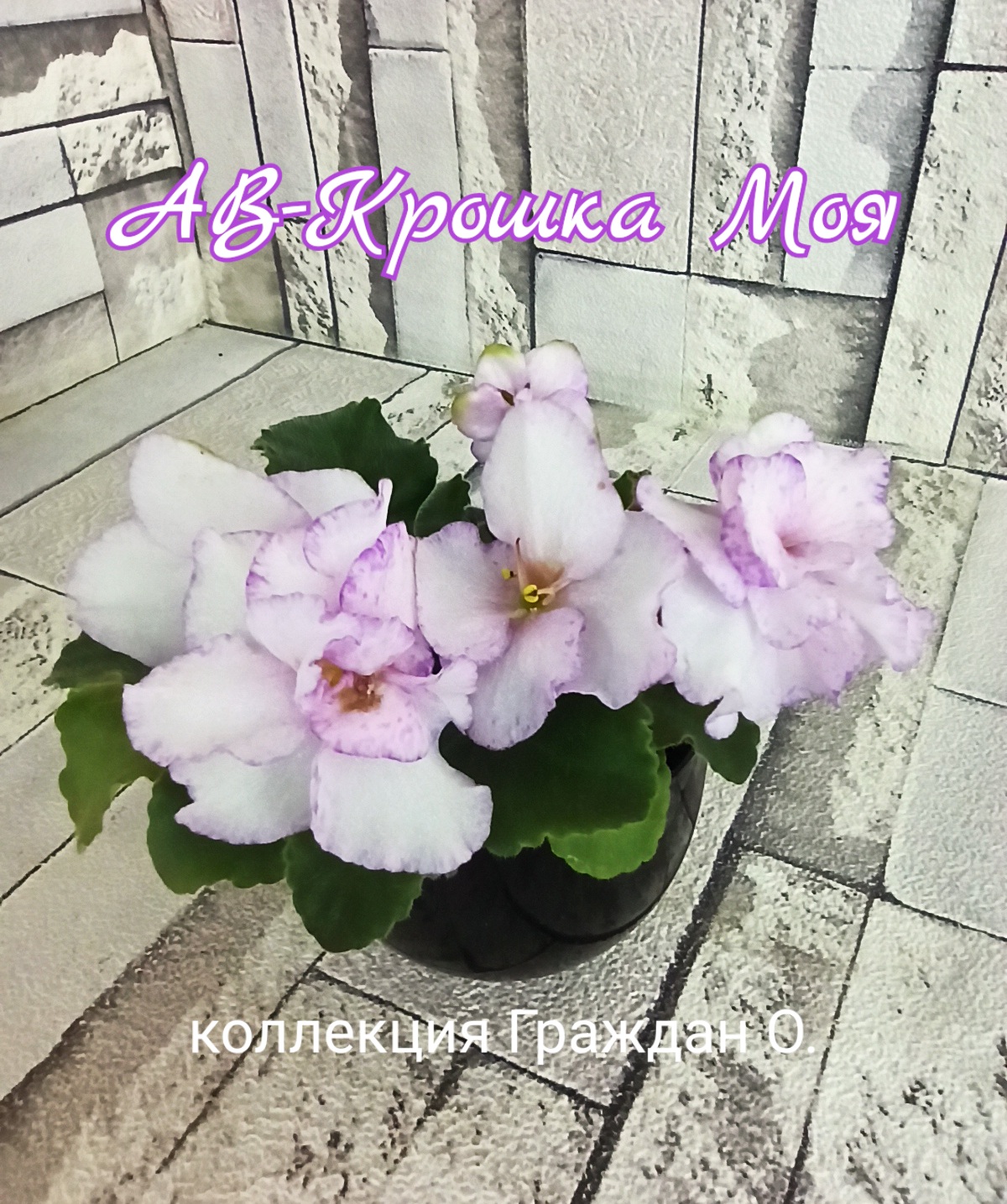 АВ-Крошка Моя