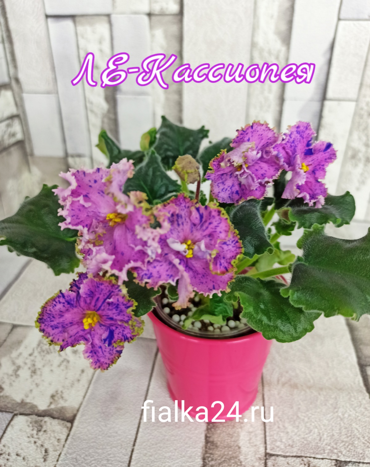 ЛЕ-Кассиопея