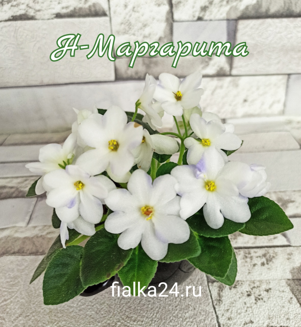 Н-Маргарита