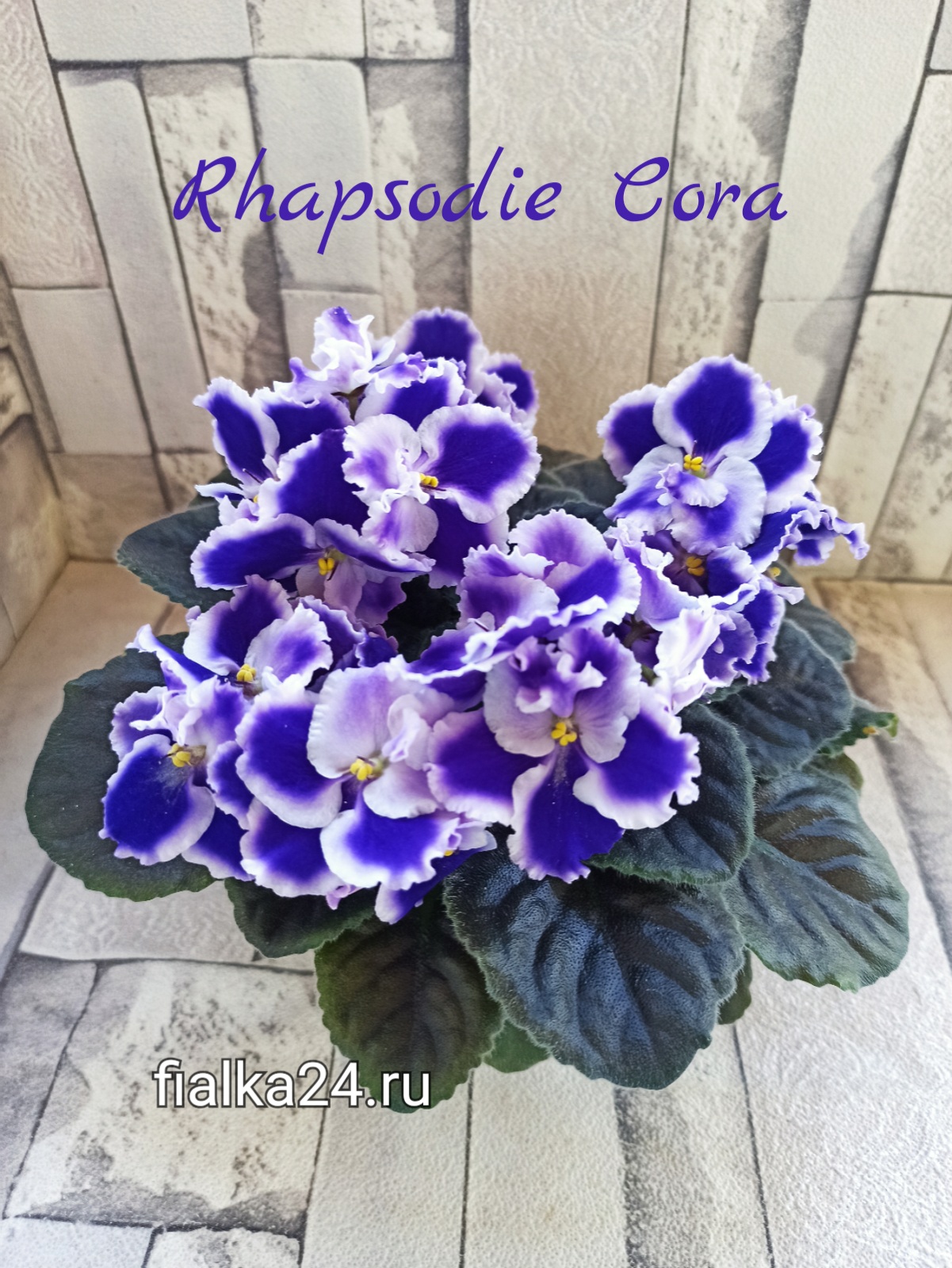 Optimara Rhapsodie Cora (Holtkamp)