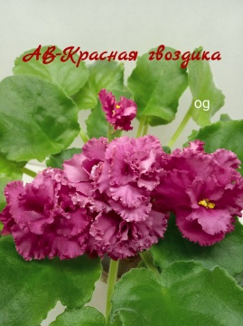 АВ-Красная гвоздика 