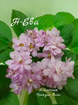 Н-Ева