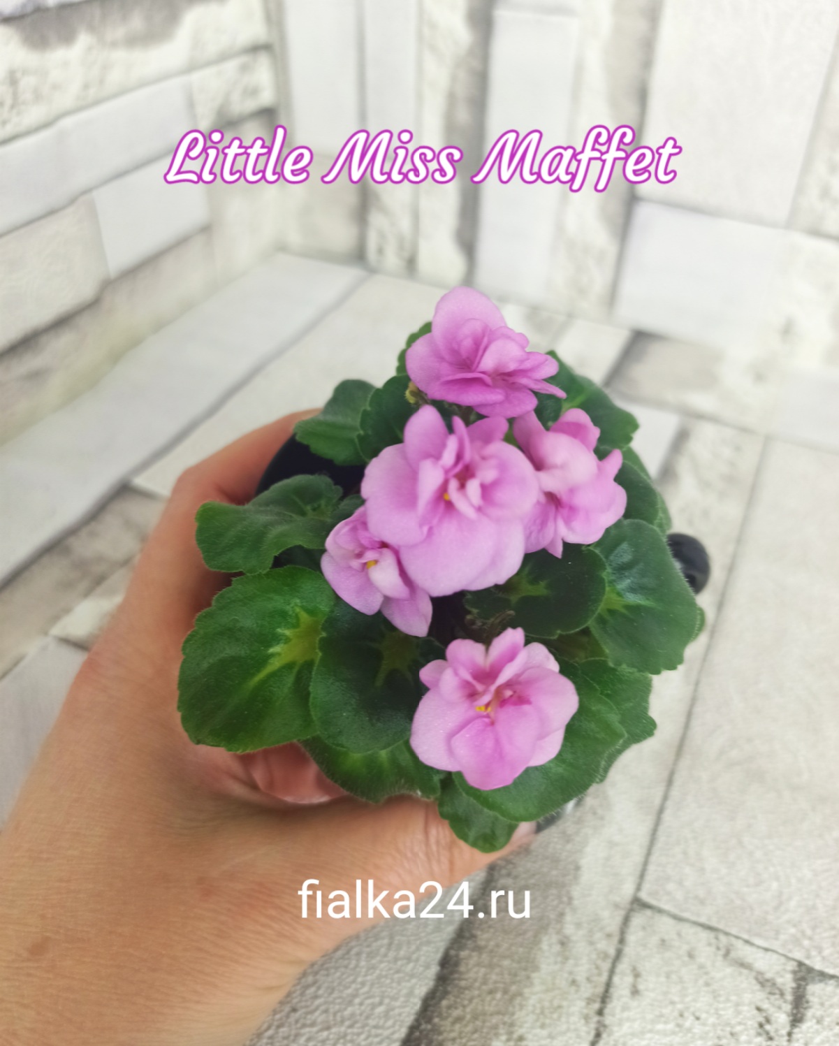 Little Miss Muffet (Storytella)