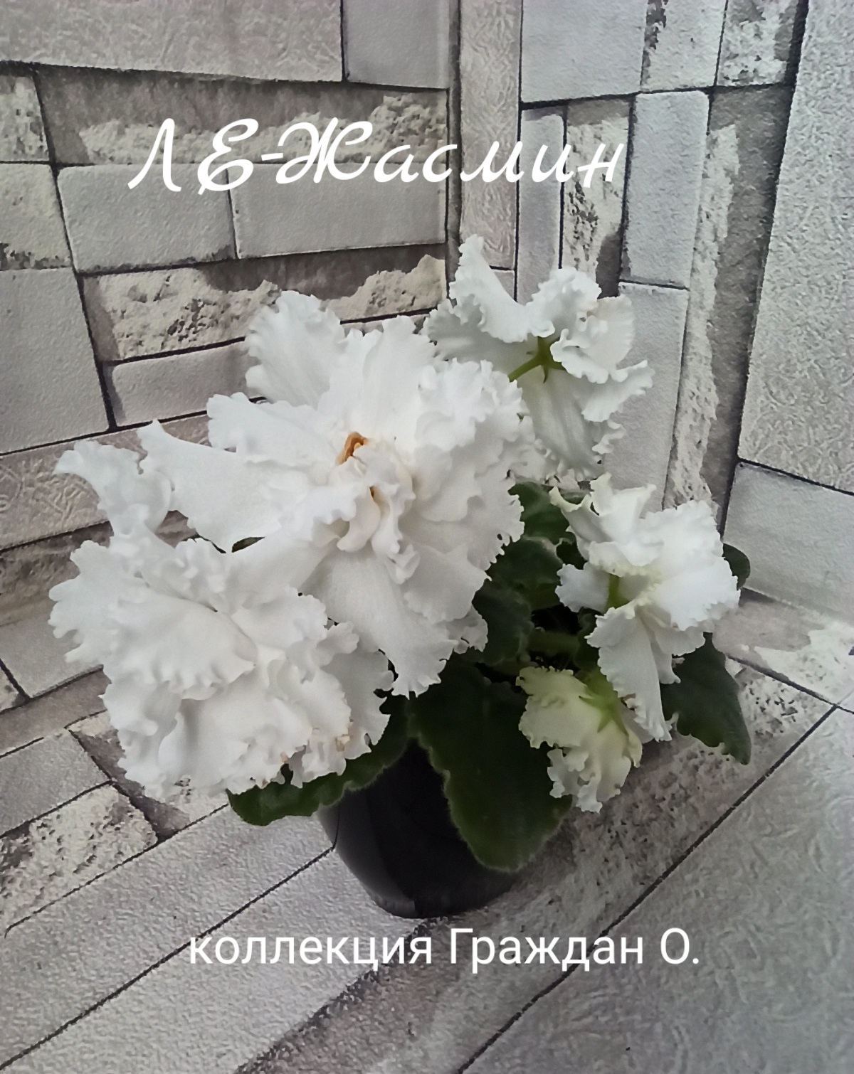 ЛЕ-Жасмин