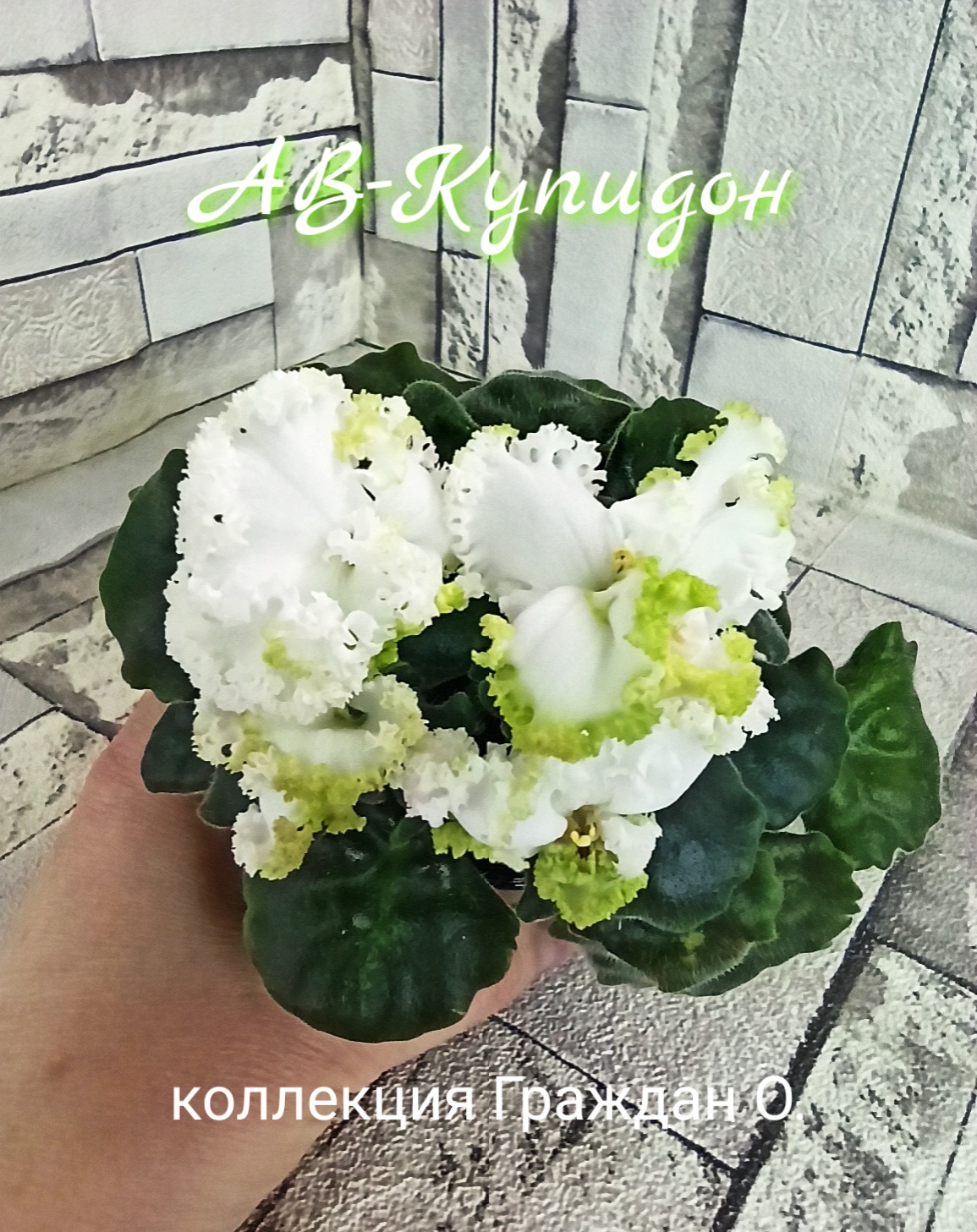 АВ-Купидон