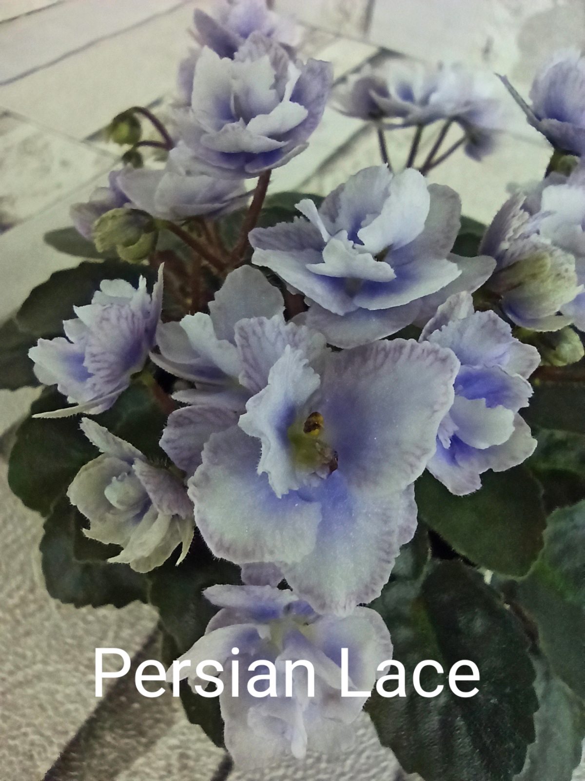 Persian Lace (Sorano)