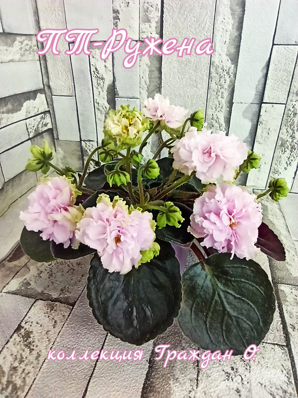 ПТ-Ружена
