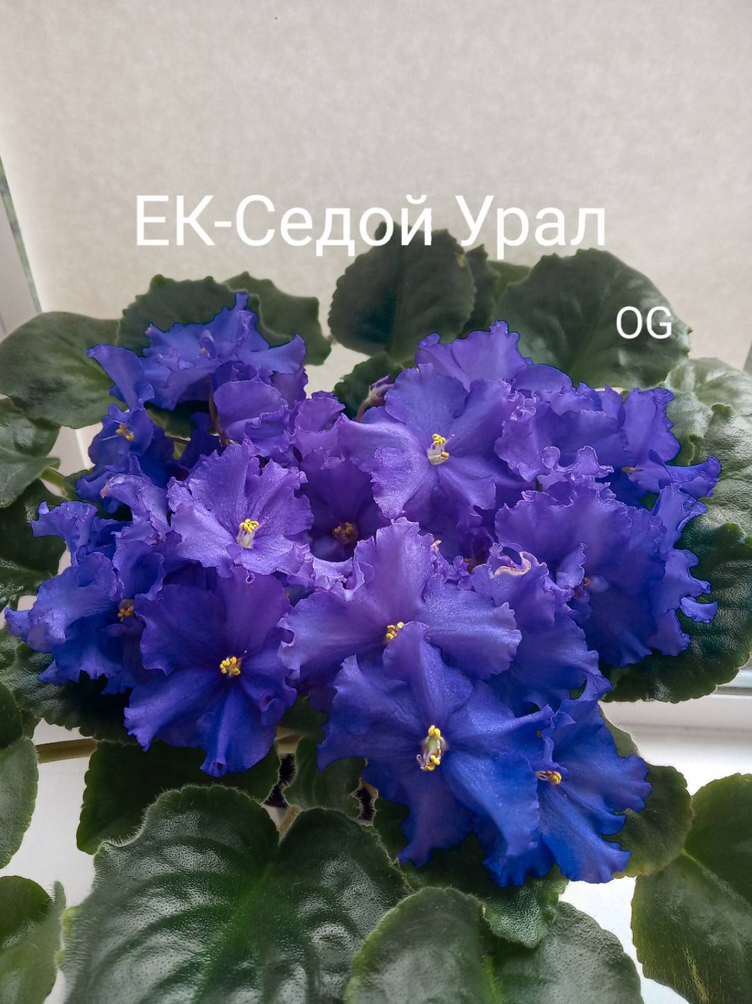 ЕК-Седой Урал
