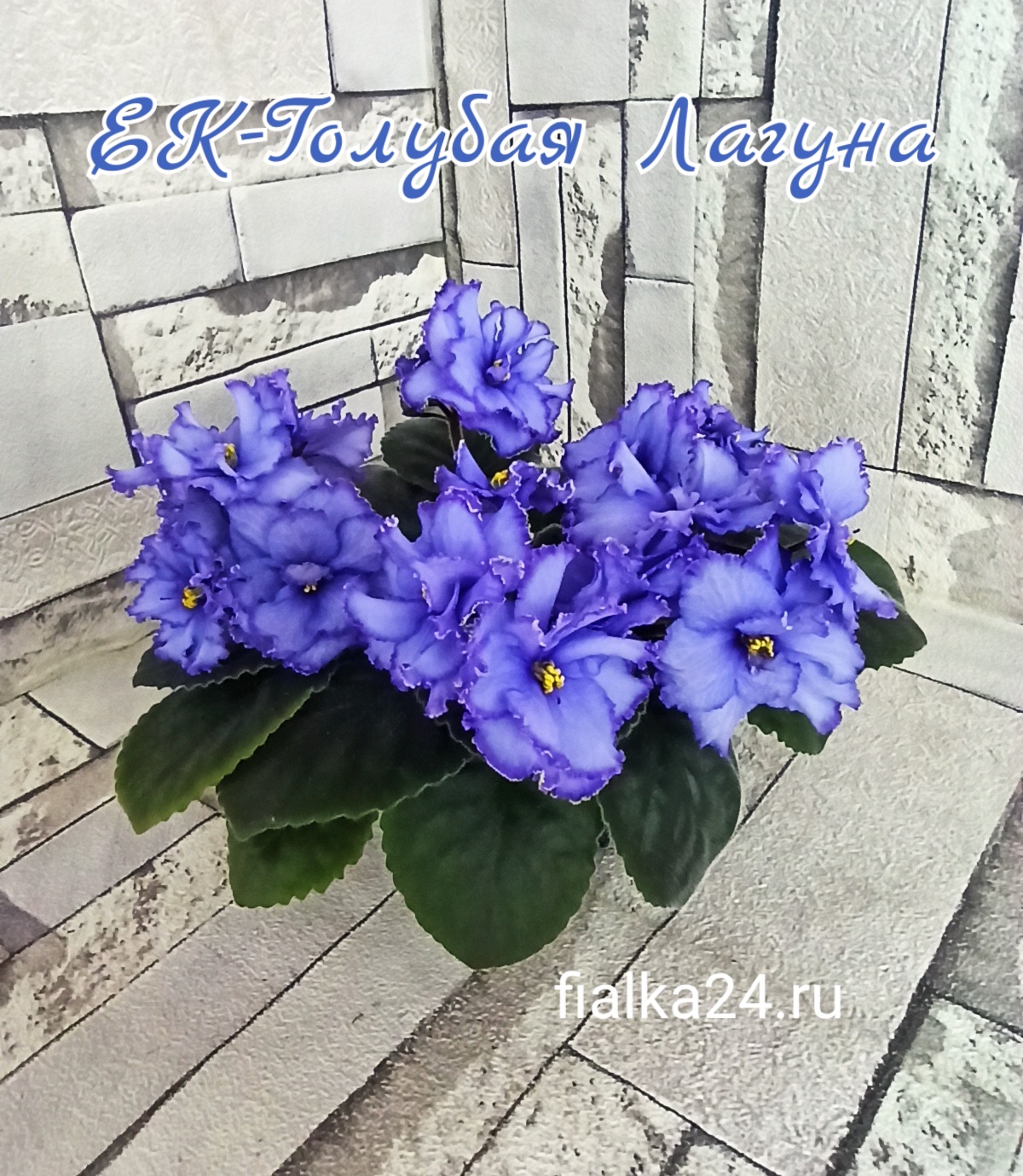ЕК-Голубая лагуна
