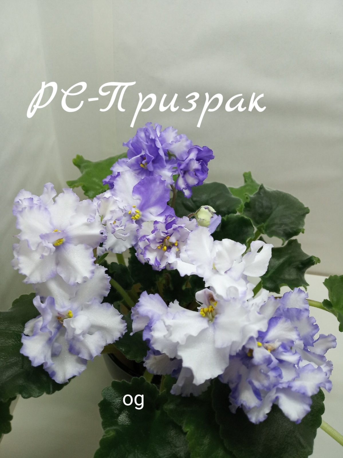 РС-Призрак