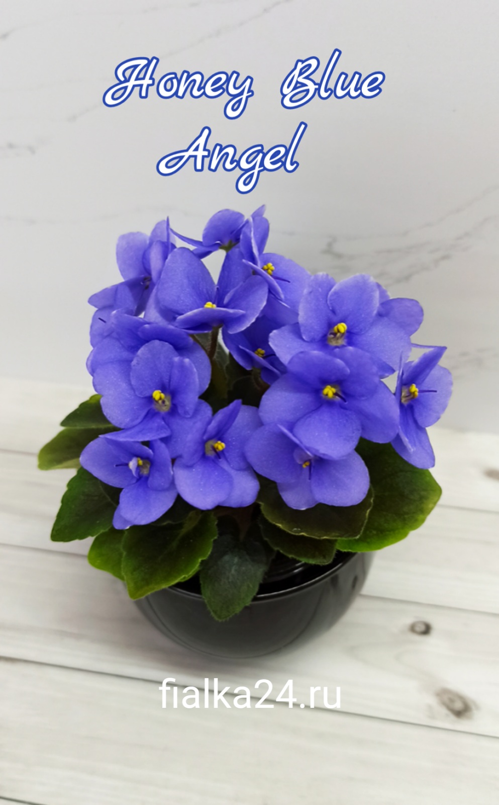 Honey Blue Angel (Pittman)