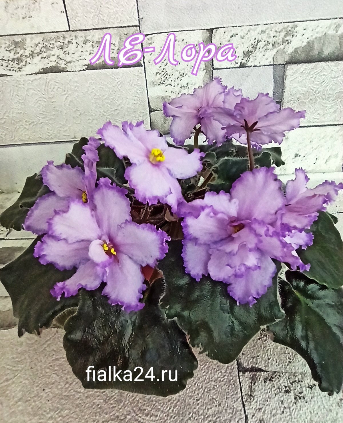 ЛЕ-Лора