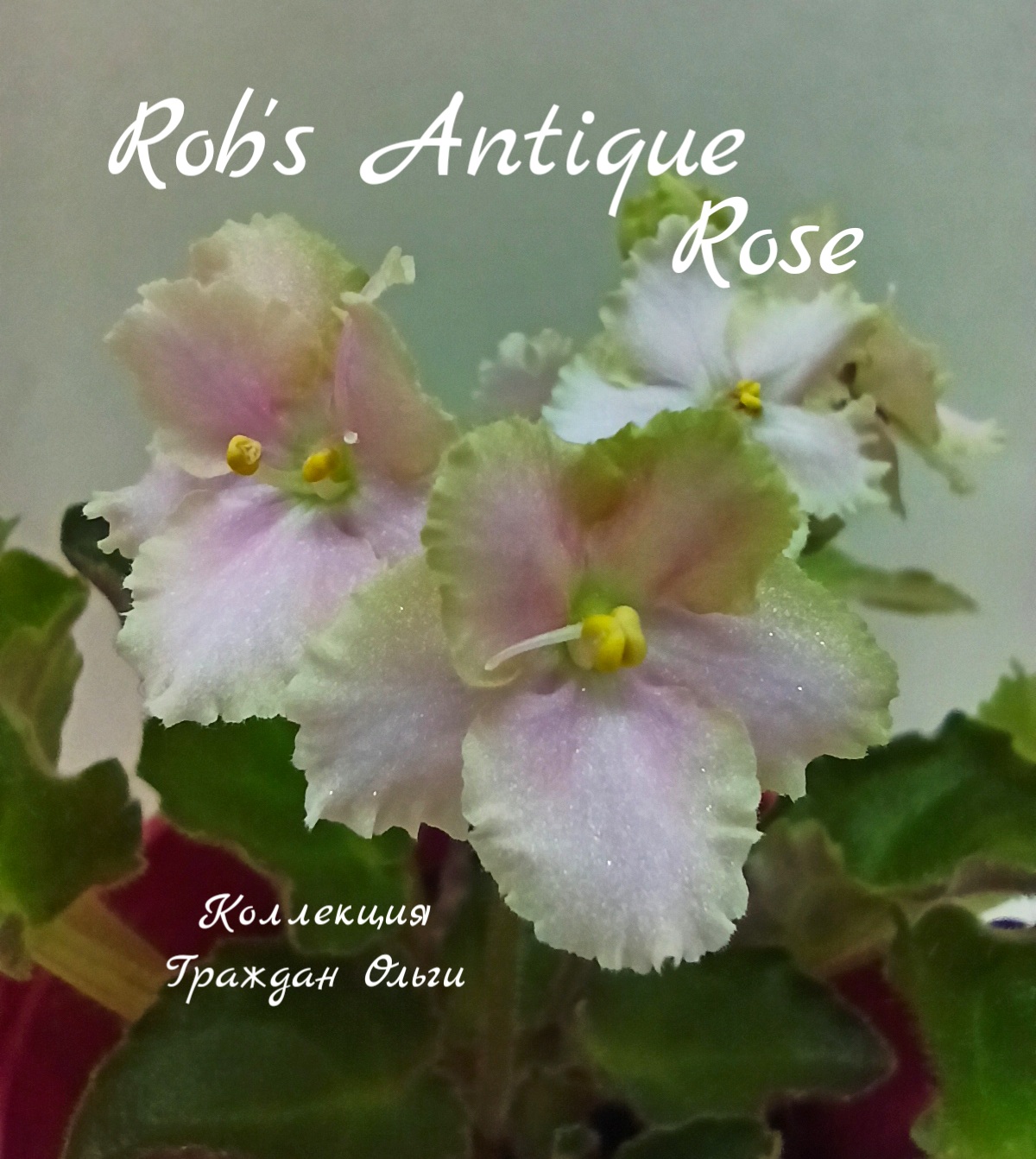 Rob’s Antique Rose (Robinson)
