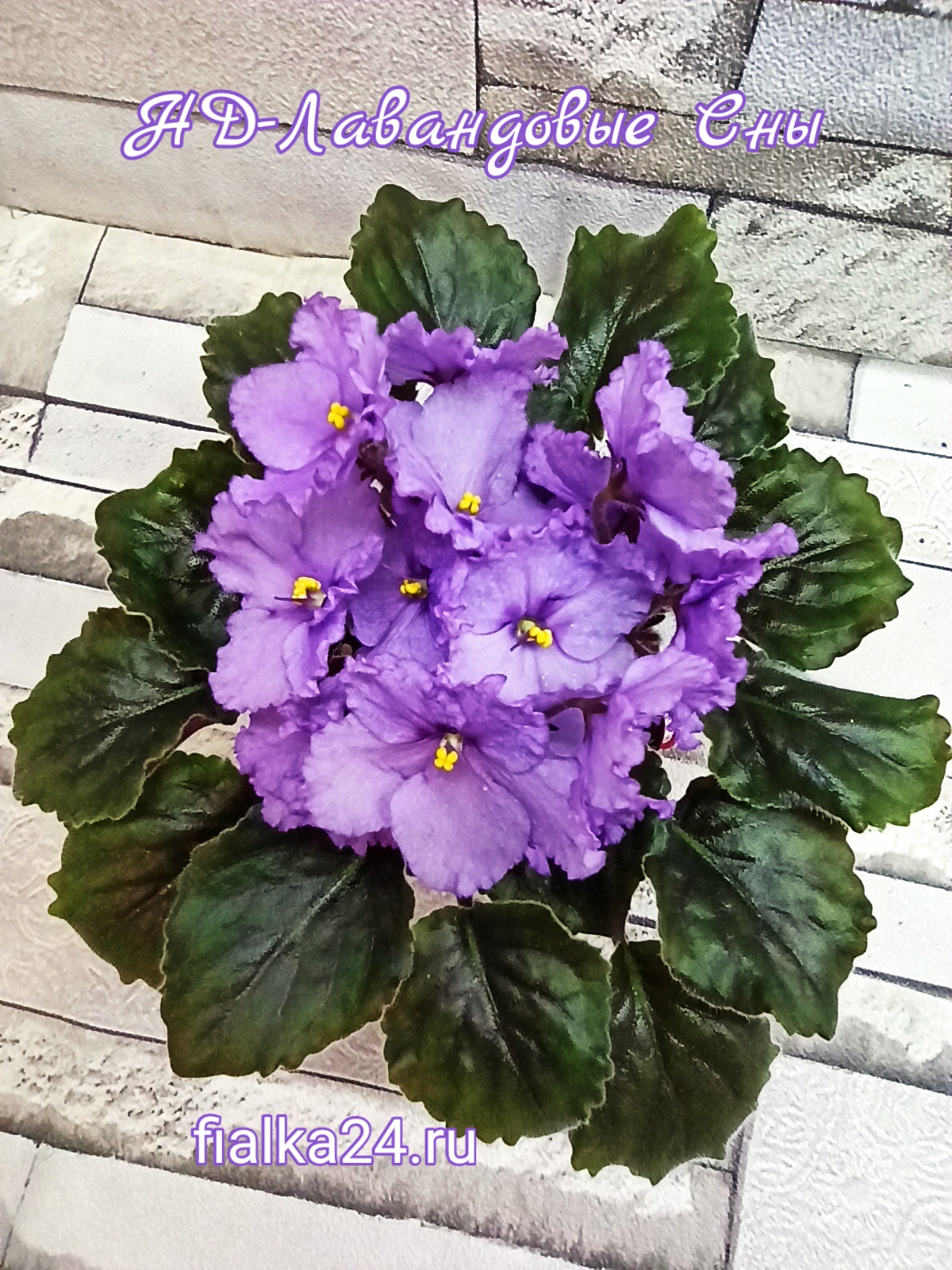 НД-Лавандовые Сны