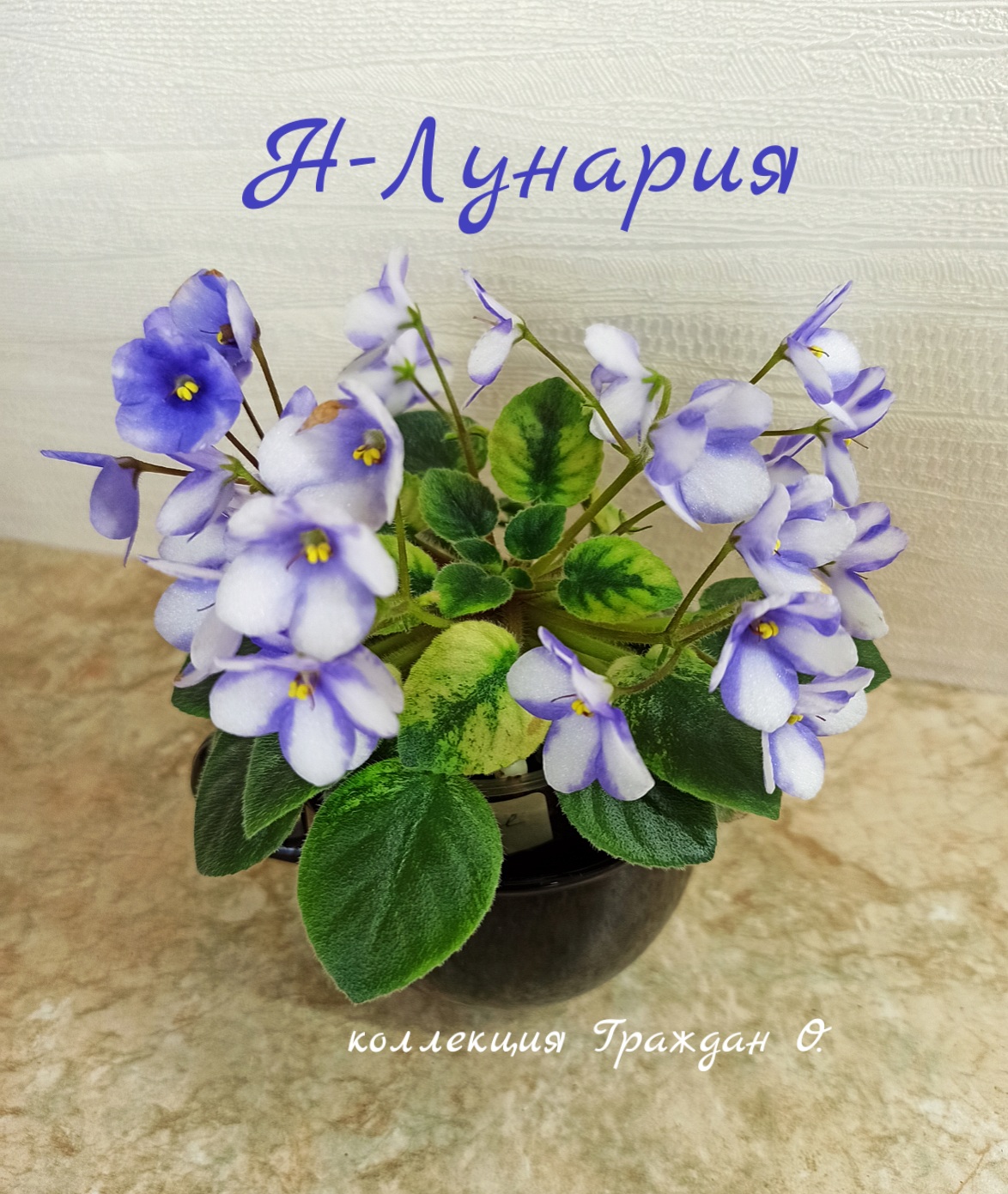 Н-Лунария