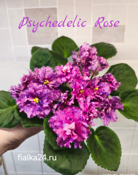 Psychedelic Rose (LLG)