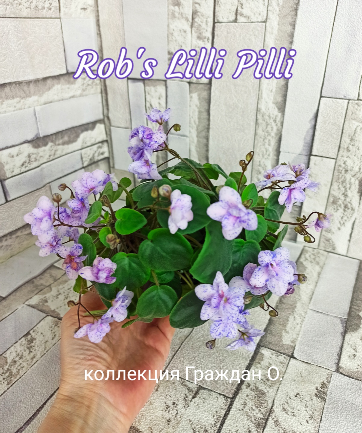 Rob's Lilli Pilli (Robinson)