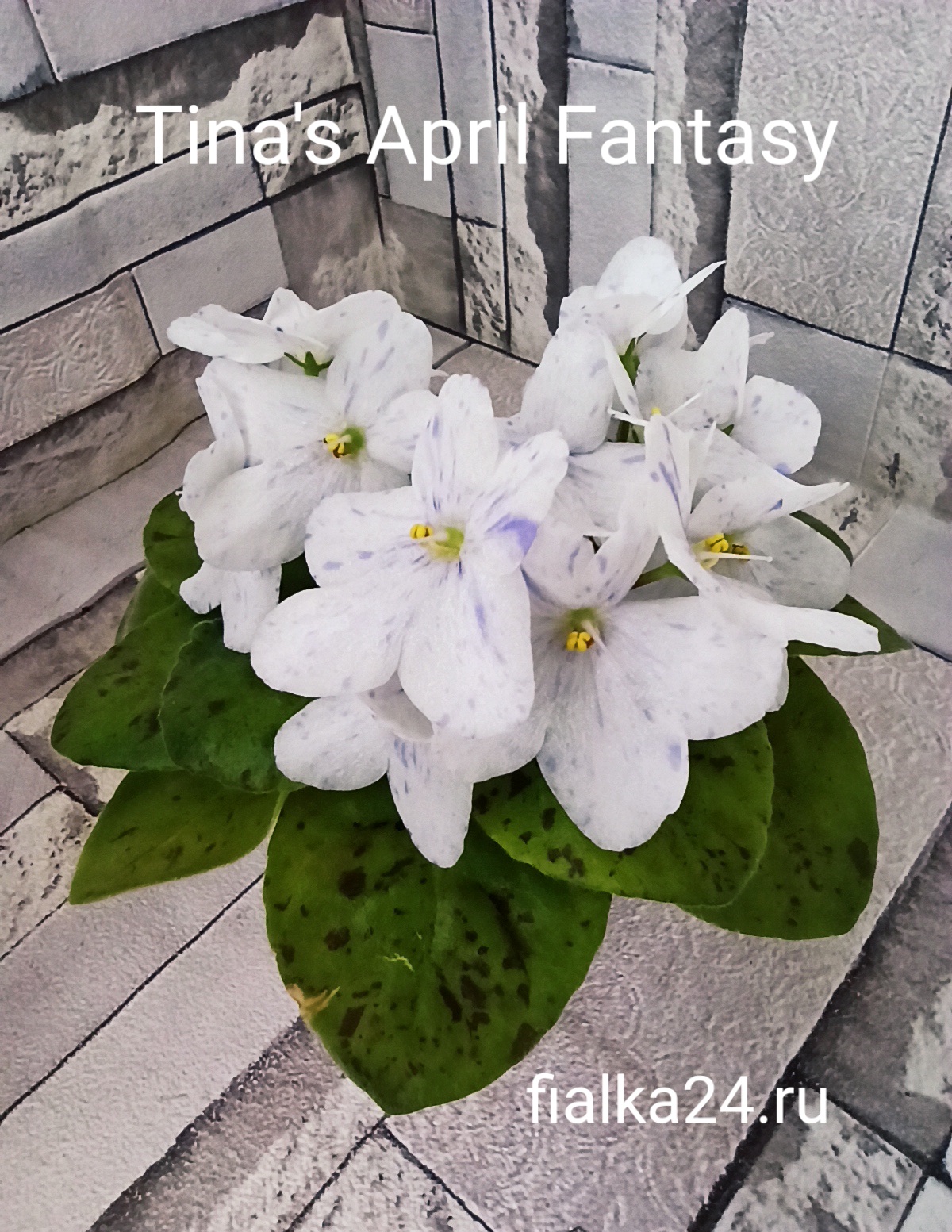 Tina's April Fantasy (Elfstrom)