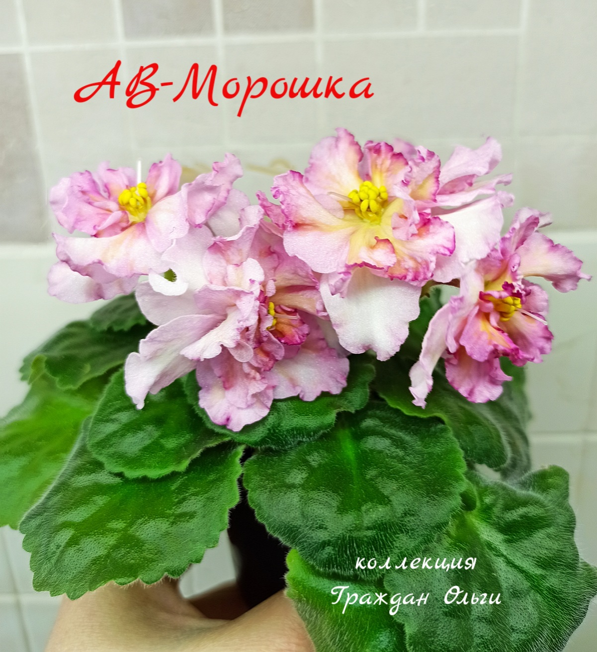 АВ-Морошка