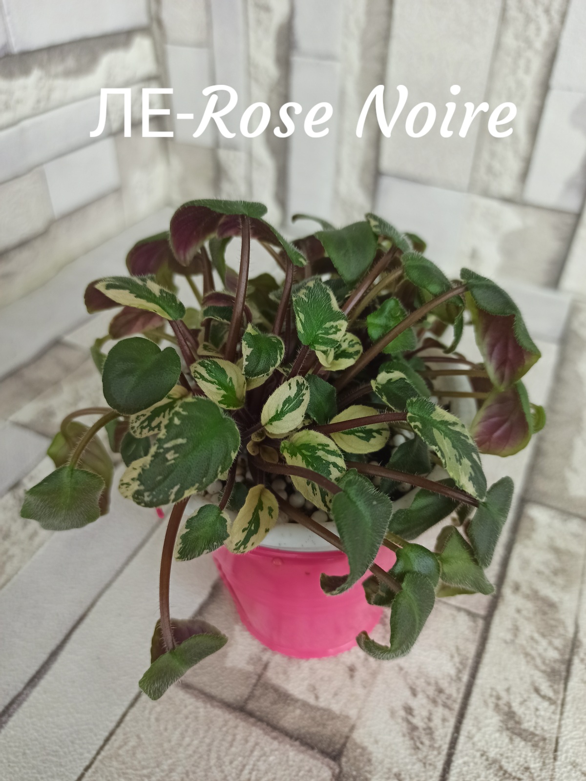 ЛЕ-Rose Noire