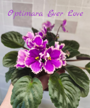 Optimara Ever Love